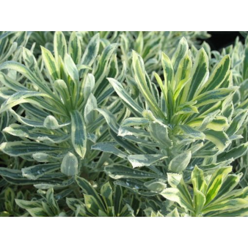 Euphorbia characias Burrow Silver - Velencei kutyatej