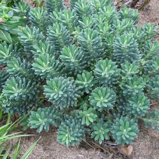 Euphorbia characias Portugese Velvet - Velencei kutyatej