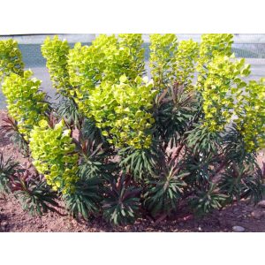 Euphorbia characias Purple and Gold - Velencei kutyatej