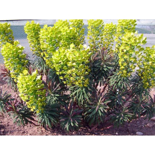 Euphorbia characias Purple and Gold - Velencei kutyatej