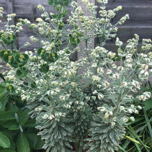 Euphorbia characias Silver Edge - Velencei kutyatej