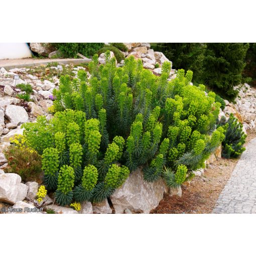Euphorbia characias ssp. wulfenii Shorty - Velencei kutyatej