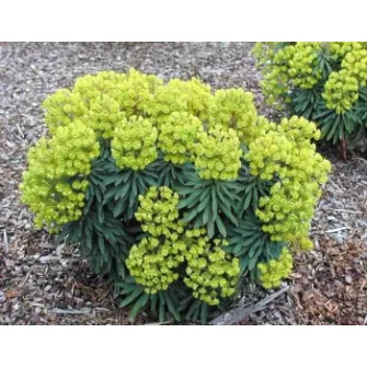 Kutyatej (Euphorbia)