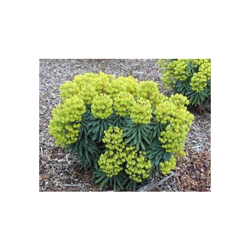 Euphorbia Charam (Redwing) - Kutyatej