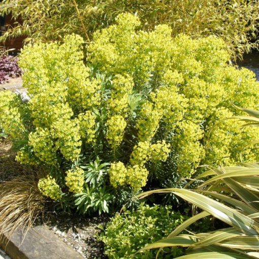 Euphorbia cyparissias Clarice Howard - Farkas kutyatej