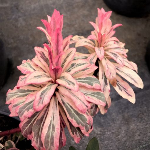 Euphorbia Frosted Flame - Kutyatej
