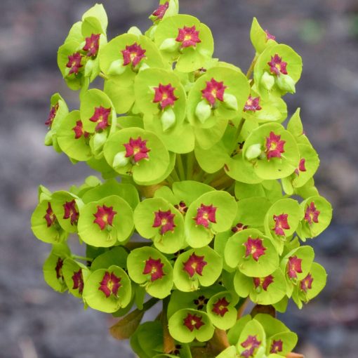 Euphorbia Kolibri - Kutyatej