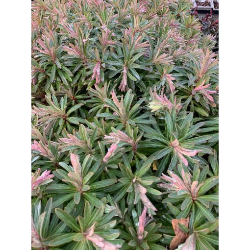 Euphorbia martinii - Kutyatej