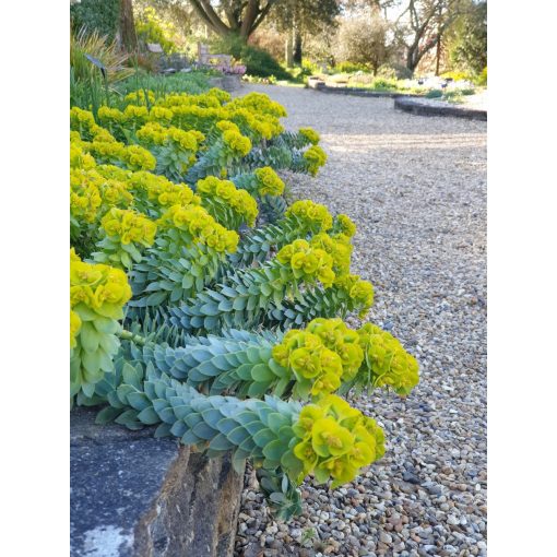 Euphorbia myrsinites - Délszaki kutyatej