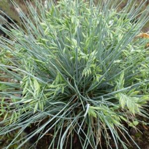 Festuca cinerea Zwergenkönig - Csenkesz