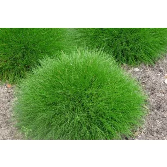 Csenkesz (Festuca)