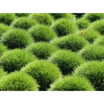 Csenkesz (Festuca)