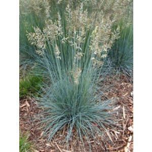 Festuca glauca Blauglut - Csenkesz