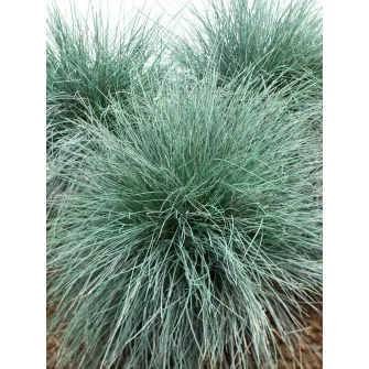 Csenkesz (Festuca)