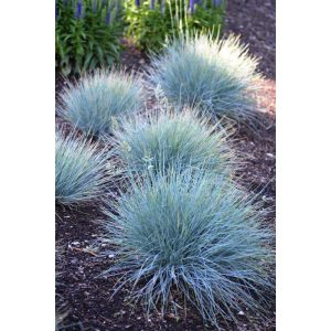 Festuca glauca Elijah Blue - Csenkesz