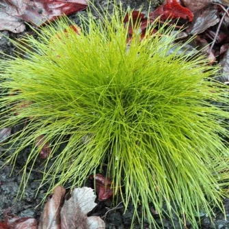 Csenkesz (Festuca)