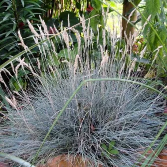 Csenkesz (Festuca)
