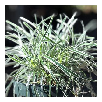 Zúzmarafű (Ficinia)