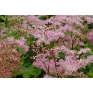Filipendula palmata Rosa Schleier - Legyezőfű