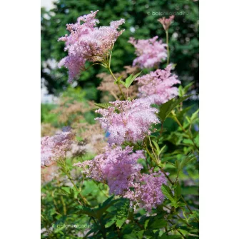 Legyezőfű (Filipendula)
