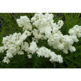 Legyezőfű (Filipendula)