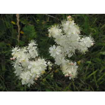 Legyezőfű (Filipendula)