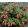 Fuchsia Galadriel - Fagytűrő fukszia