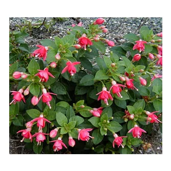 Fagytűrő fukszia (Fuchsia)