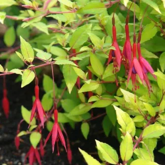 Fagyátűrő fukszia (Fuchsia)
