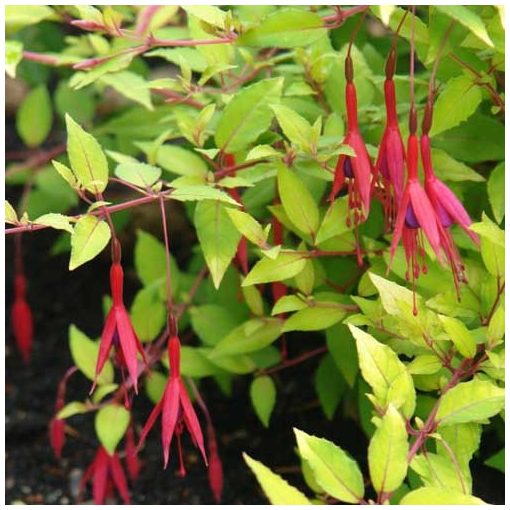 Fuchsia magallanica Aurea - Fagytűrő fukszia