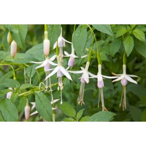 Fuchsia magellanica Alba - Fagytűrő fukszia