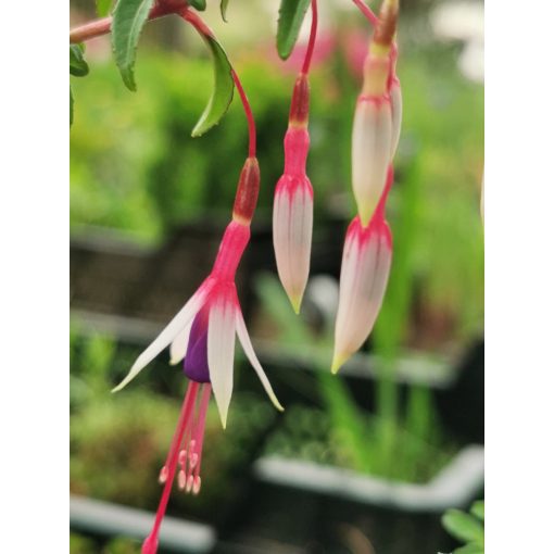 Fuchsia magellanica Arauco - Fagytűrő fukszia