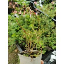 Fuchsia magellanica Arauco - Fagytűrő fukszia