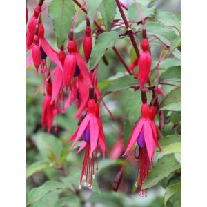 Fuchsia magellanica Tenella - Fagytűrő fukszia