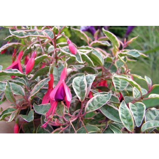 Fuchsia magellanica Tricolor - Fagytűrő fukszia