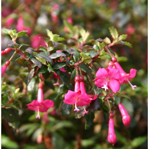 Fuchsia microphylla - Fagytűrő fukszia