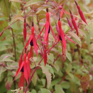 Fuchsia microphylla David - Fagytűrő fukszia