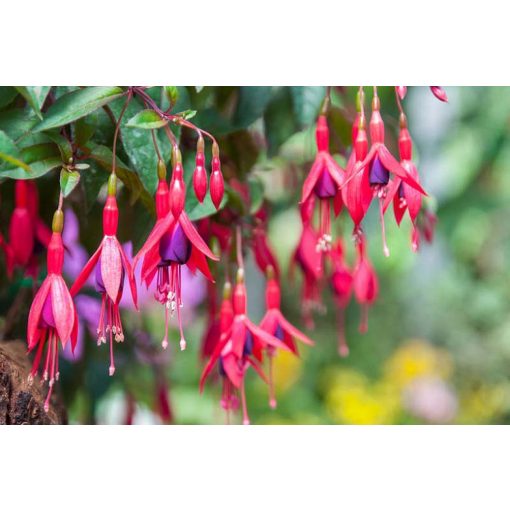 Fuchsia Mrs Popple - Fagytűrő fukszia