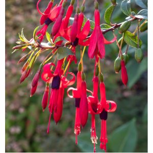 Fuchsia regia reitzii - Fagytűrő fukszia