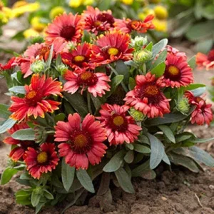 Gaillardia aristata Arizona Red Shades - Kokárdavirág
