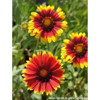 Kokárdavirág (Gaillardia)