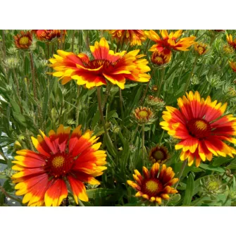 Kokárdavirág (Gaillardia)