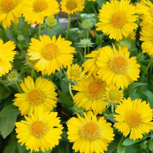 Gaillardia Maxima Aurea - Kokárdavirág