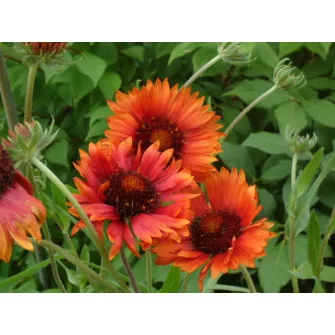 Kokárdavirág (Gaillardia)