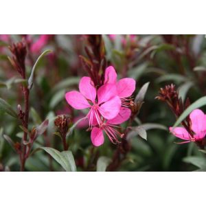 Gaura lindheimeri Blaze - Díszgyertya