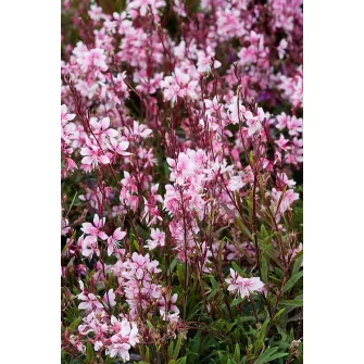 Díszgyertya (Gaura)