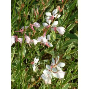 Gaura lindheimeri Corries Gold - Díszgyertya