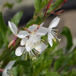 Gaura lindheimeri Flamingo White - Díszgyertya