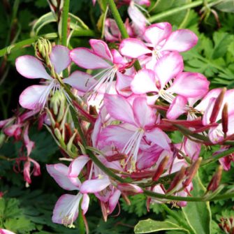 Díszgyertya (Gaura)