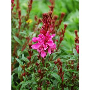 Gaura lindheimeri Gaudi Red - Díszgyertya